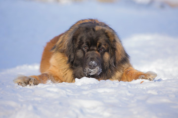 Leonberger, friend