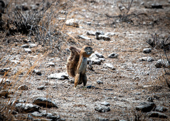 Xerus inauris - Cape ground squirrel