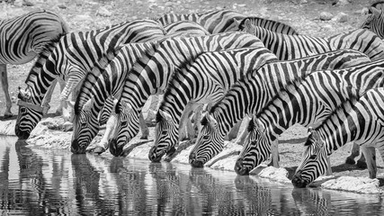 Herd of Zebras drinking in B&W