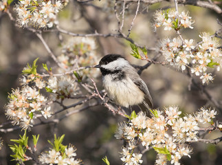 black capped chickadee perched among white blossems