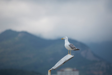 Crimea, Yalta, Seagull
