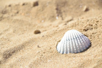 Fototapeta na wymiar A white seashell on the sand beach