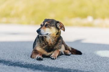 Portrait shot of a dog laying or sitting on a road. Cute dog with closed eyes.