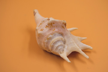 sea shell isolated on orange background