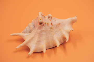 sea shell isolated on orange background
