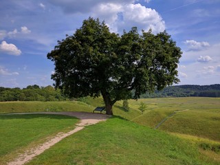 Lone tree standing on a grassy hill 