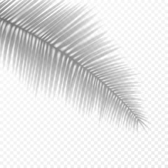Vector photo realistic transparent palm leaf shadow overlay effect. EPS 10