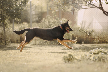 happy black shepherd dog running outdoors in summer