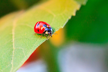 Macro of ladybug on a blade of grass in the morning sun Ladybug - bug. Natural insecticide that destroys pests of crops. A closeup of a ladybug.