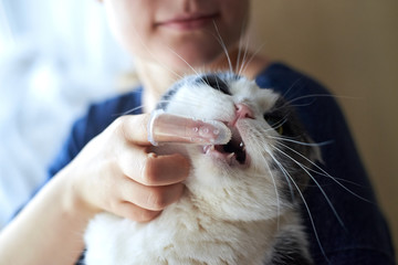 Woman brushes cat's teeth with a toothbrush on her finger.