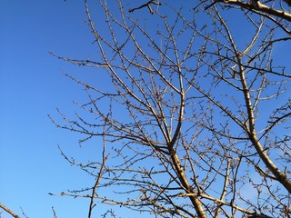 branches of tree against blue sky
