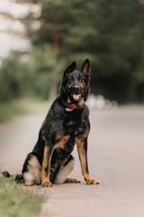 german shepherd mix dog sitting on the road outdoors in summer