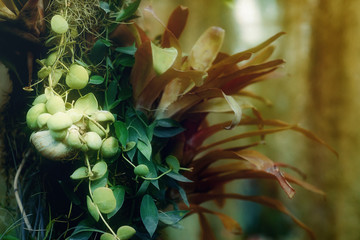 Fototapeta premium green vegeration, detail of rain forest plant,
