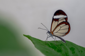 Fototapeta na wymiar Beautiful Glasswing Butterfly (Greta oto) on a leaf in a summer garden. In the amazone rainforest in South America.