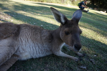 カンガルー