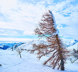 The old spruce, shaped by wind, Feuerkogel Mountain, Ebensee, Salzkammergut, Austria