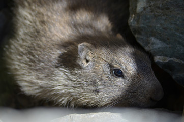 magnificent marmot in the vanoise national park in the french alps