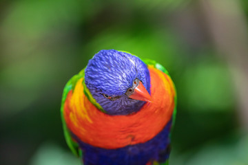 Close up of a Lorikeet perched on a branch