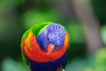 Close up of a Lorikeet perched on a branch