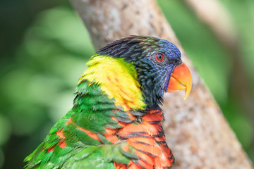 Close up of a Lorikeet perched on a branch