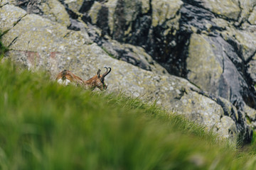 Chamois, Rupicapra rupicapra, on the green grass alpine meadow and rocky boulders. Wildlife animal...