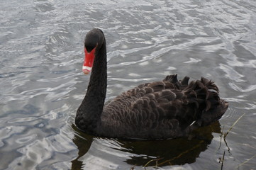 ブラックスワン