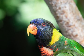 Close up of a Lorikeet perched on a branch