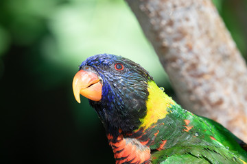 Close up of a Lorikeet perched on a branch