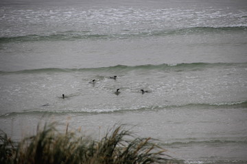 Schwimmende Pinguine im Meer - Falklandinseln