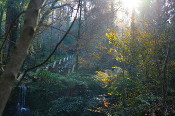 Bussaco Forest