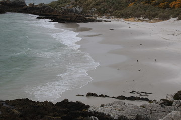 gypsy Cove auf den Falklandinseln - Antarktis Reise