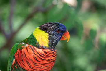 Close up of a Lorikeet perched on a branch