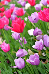 Multicolor Tulip field