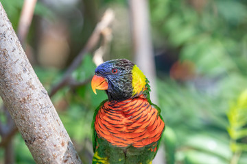 Close up of a Lorikeet perched on a branch