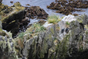 Night Heron - Nachtreiher auf Falklandinseln