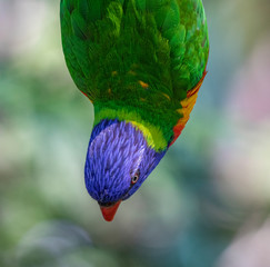 Close up of a Lorikeet perched on a branch