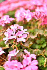 Pink December Flower