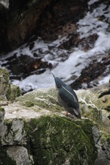 Night Heron - Nachtreiher auf Falklandinseln