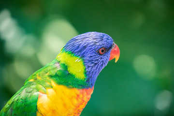 Close up of a Lorikeet perched on a branch