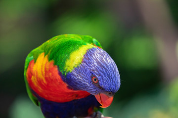 Close up of a Lorikeet perched on a branch