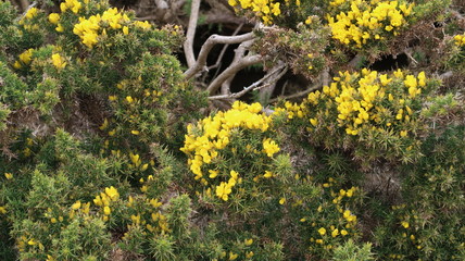 Gelbe Heckenpflanze auf Falklandinseln