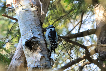 woodpecker on a tree