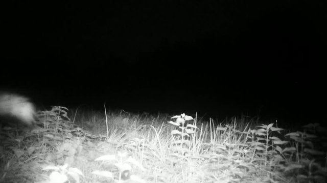 Red Fox (Vulpes Vulpes) Close View while Marking the Territory with his Urine in the Night. Nature Animals FullHD Video.