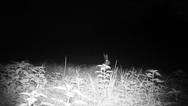 European Hare (Lepus Europaeus) hears a predator and runs away in the night. Nature, Wild Life and Animals 1080p Videos.