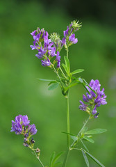 The field is blooming alfalfa