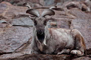 Naklejka na ściany i meble mountain goat with beautiful horns
