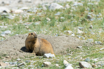Ladakh, India - Aug 08 2019 - Himalayan Marmot at Pangong Lake in Ladakh, Jammu and Kashmir, India. The Lake is an endorheic lake in the Himalayas situated at a height of about 4350m.