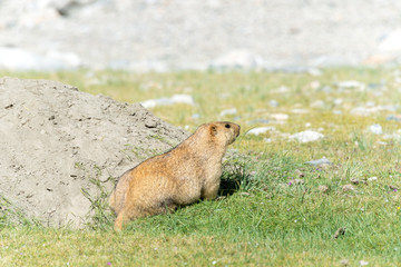 Ladakh, India - Aug 08 2019 - Himalayan Marmot at Pangong Lake in Ladakh, Jammu and Kashmir, India. The Lake is an endorheic lake in the Himalayas situated at a height of about 4350m.