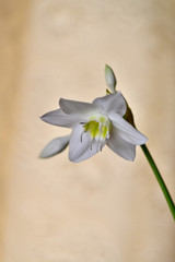 beautiful flower Eucharis, Amazonian Lily (Eucharis) close-up