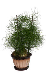 Bowiea volubilis is a bulbous genus of perennial, succulent plants
